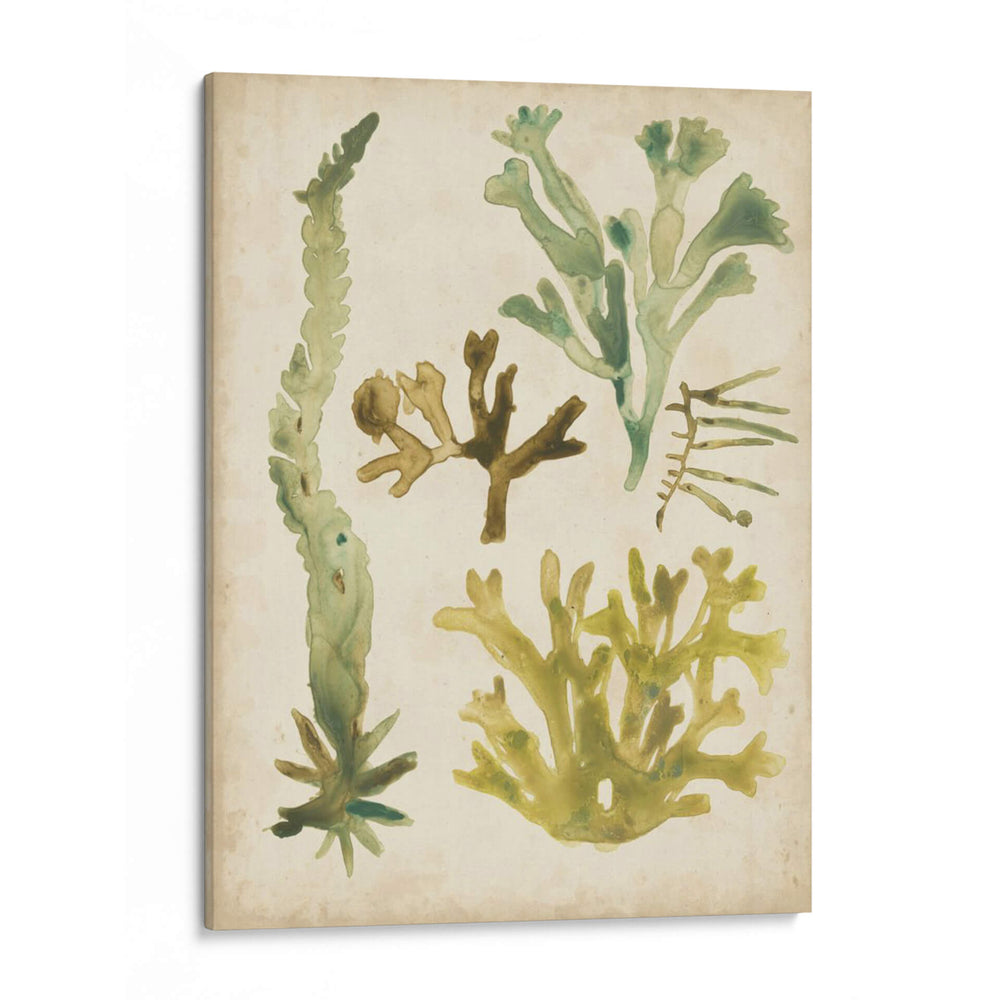 Frondas De Mar Vintage I - June Erica Vess | Cuadro decorativo de Canvas Lab