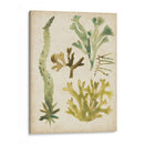 Frondas De Mar Vintage I - June Erica Vess | Cuadro decorativo de Canvas Lab