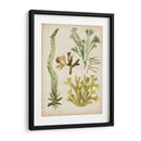 Frondas De Mar Vintage I - June Erica Vess | Cuadro decorativo de Canvas Lab