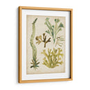 Frondas De Mar Vintage I - June Erica Vess | Cuadro decorativo de Canvas Lab