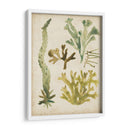 Frondas De Mar Vintage I - June Erica Vess | Cuadro decorativo de Canvas Lab