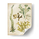 Frondas De Mar Vintage I - June Erica Vess | Cuadro decorativo de Canvas Lab