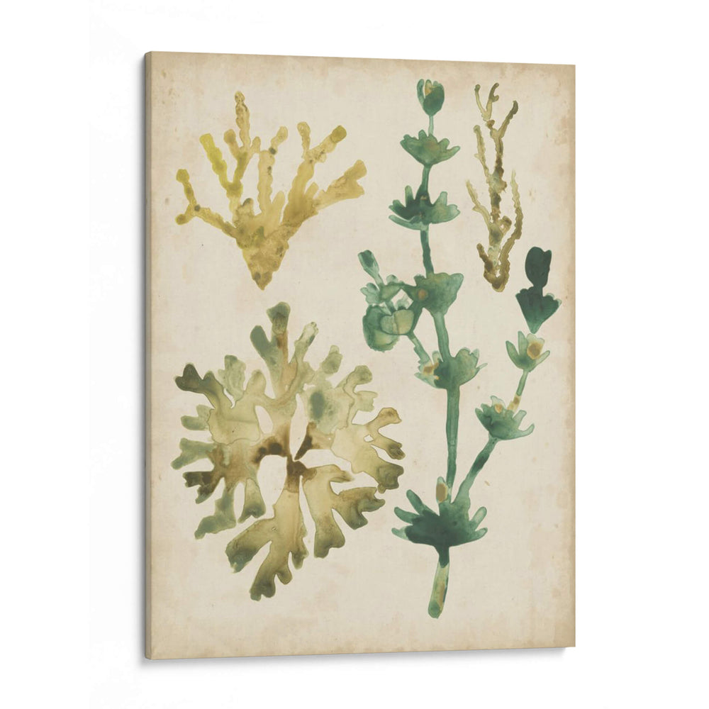 Vintage Fronds Ii - June Erica Vess | Cuadro decorativo de Canvas Lab