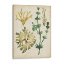 Vintage Fronds Ii - June Erica Vess | Cuadro decorativo de Canvas Lab