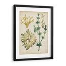 Vintage Fronds Ii - June Erica Vess | Cuadro decorativo de Canvas Lab
