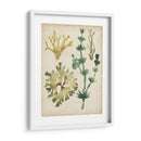 Vintage Fronds Ii - June Erica Vess | Cuadro decorativo de Canvas Lab