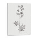Impresión Botánica Ii - Vision Studio | Cuadro decorativo de Canvas Lab