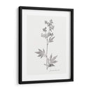 Impresión Botánica Ii - Vision Studio | Cuadro decorativo de Canvas Lab