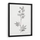 Impresión Botánica Ii - Vision Studio | Cuadro decorativo de Canvas Lab