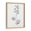 Impresión Botánica Ii - Vision Studio | Cuadro decorativo de Canvas Lab