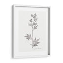 Impresión Botánica Ii - Vision Studio | Cuadro decorativo de Canvas Lab