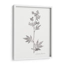 Impresión Botánica Ii - Vision Studio | Cuadro decorativo de Canvas Lab