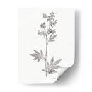 Impresión Botánica Ii - Vision Studio | Cuadro decorativo de Canvas Lab