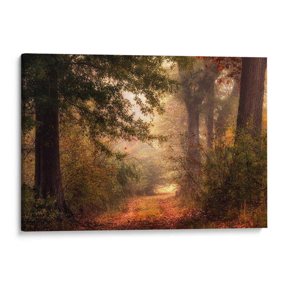 Autumns Walk Ii - Danny Head | Cuadro decorativo de Canvas Lab