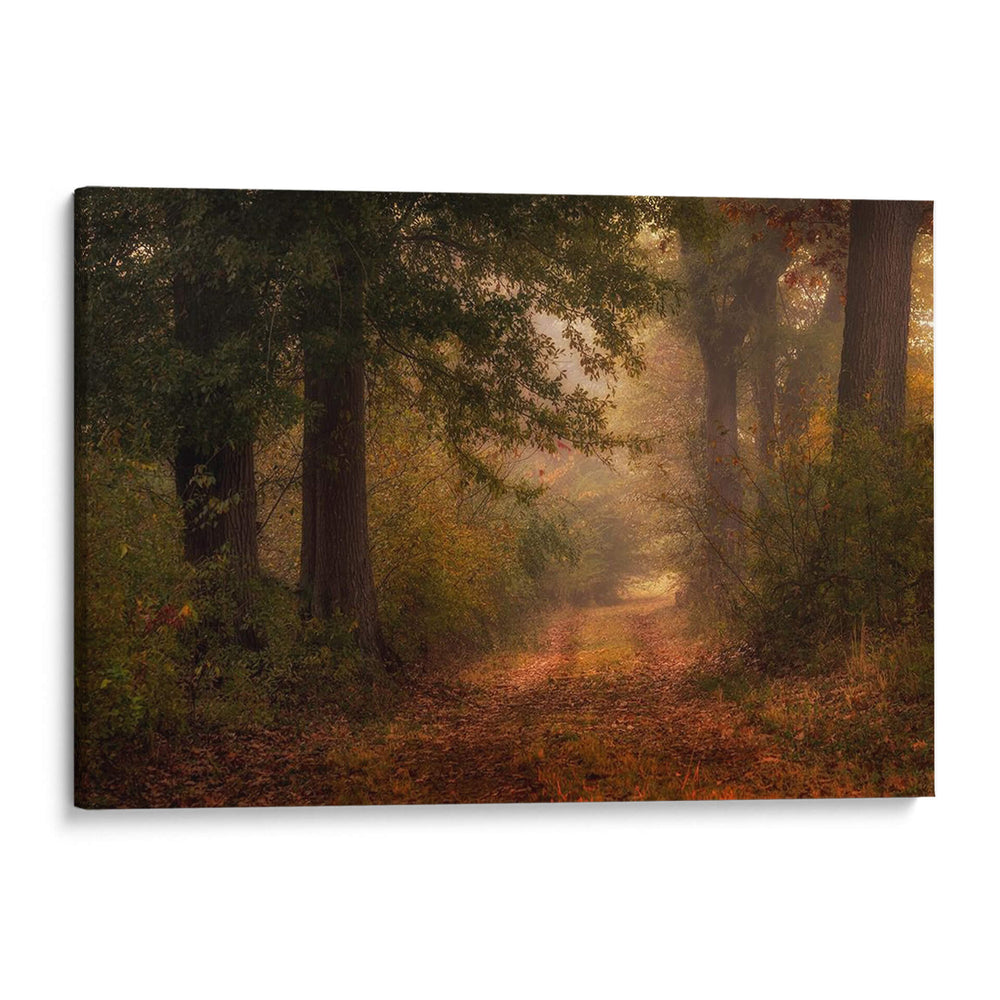 Autumns Walk Iii - Danny Head | Cuadro decorativo de Canvas Lab
