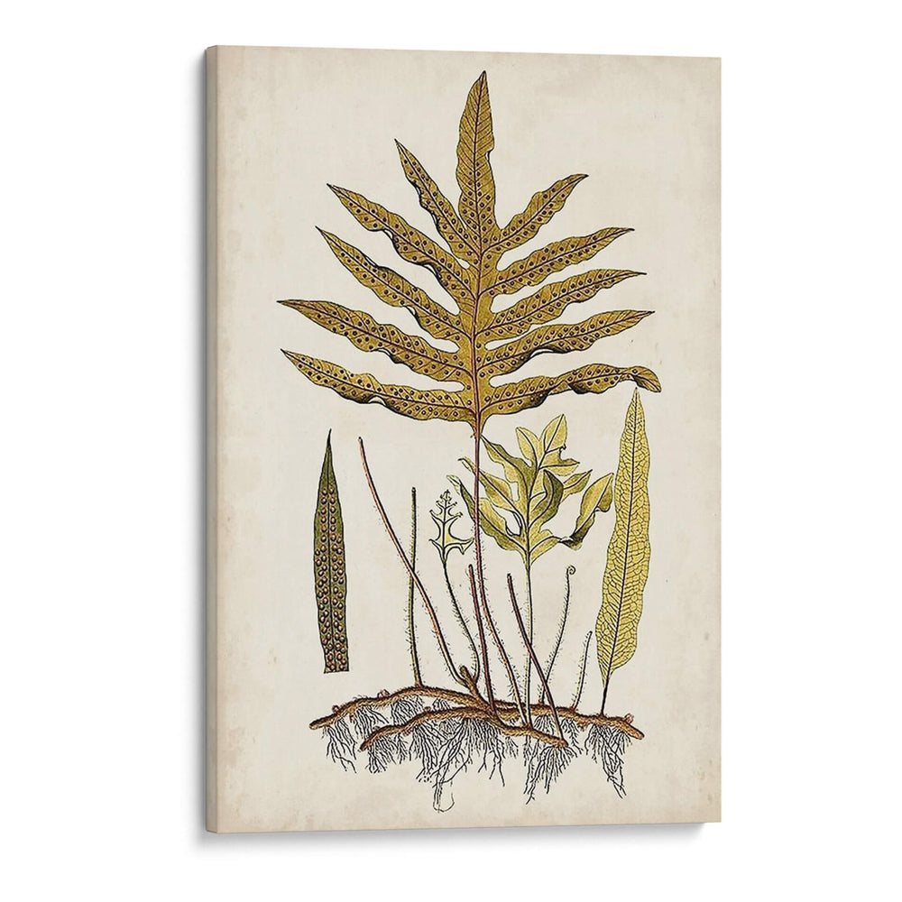 Fern Botanical I - Vision Studio | Cuadro decorativo de Canvas Lab