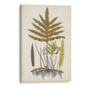 Fern Botanical I - Vision Studio | Cuadro decorativo de Canvas Lab