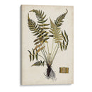 Fern Botanical Iv - Vision Studio | Cuadro decorativo de Canvas Lab