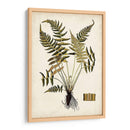 Fern Botanical Iv - Vision Studio | Cuadro decorativo de Canvas Lab
