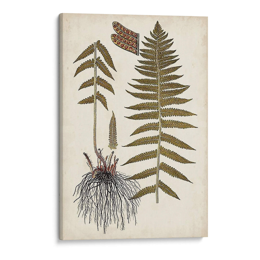 Helecho Botánico V - Vision Studio | Cuadro decorativo de Canvas Lab