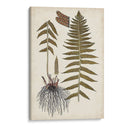 Helecho Botánico V - Vision Studio | Cuadro decorativo de Canvas Lab