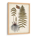 Helecho Botánico V - Vision Studio | Cuadro decorativo de Canvas Lab