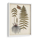 Helecho Botánico V - Vision Studio | Cuadro decorativo de Canvas Lab