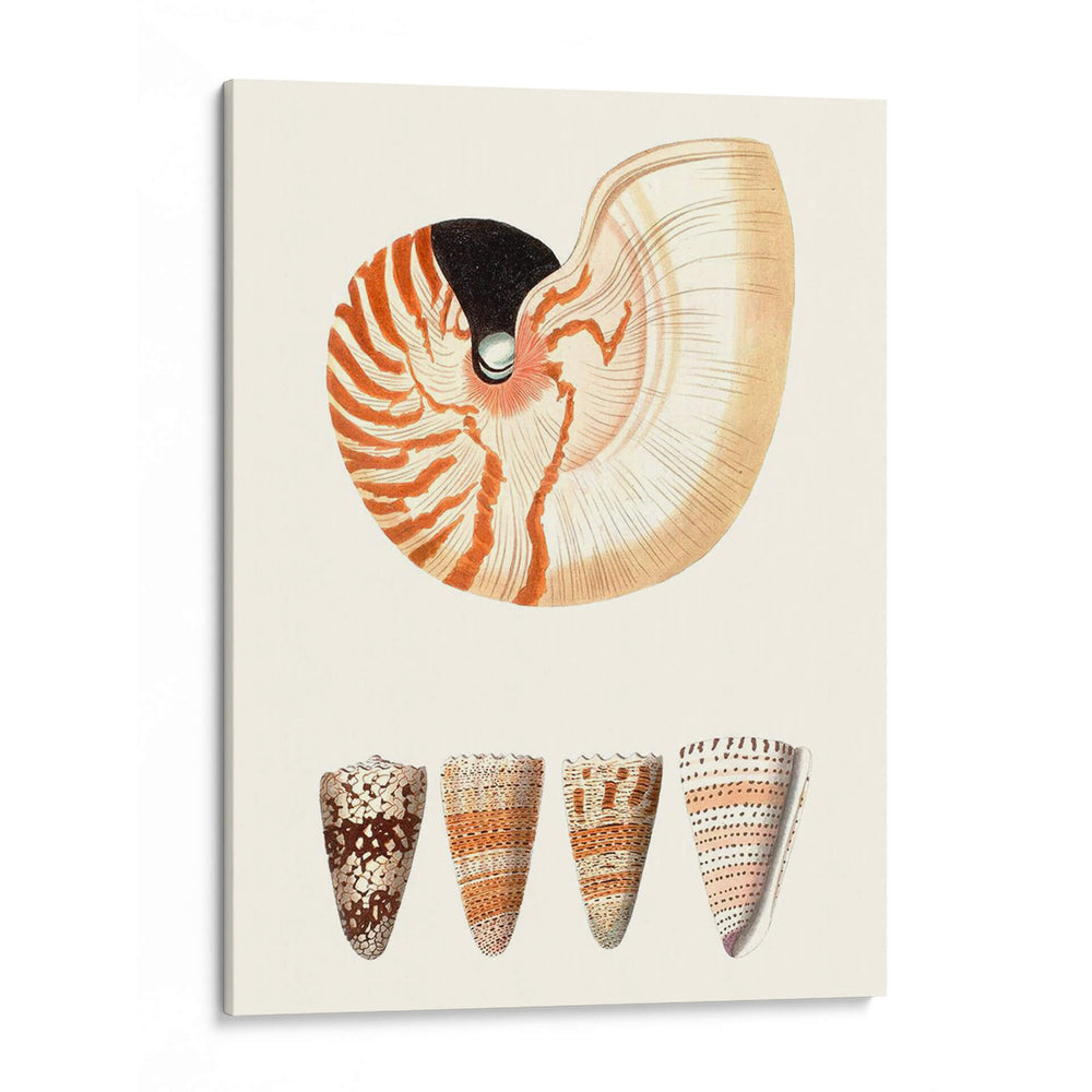 Colección De Cáscara I - Vision Studio | Cuadro decorativo de Canvas Lab