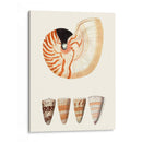 Colección De Cáscara I - Vision Studio | Cuadro decorativo de Canvas Lab
