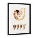 Colección De Cáscara I - Vision Studio | Cuadro decorativo de Canvas Lab
