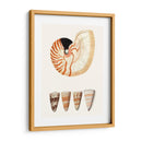Colección De Cáscara I - Vision Studio | Cuadro decorativo de Canvas Lab