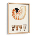 Colección De Cáscara I - Vision Studio | Cuadro decorativo de Canvas Lab