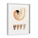 Colección De Cáscara I - Vision Studio | Cuadro decorativo de Canvas Lab