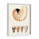 Colección De Cáscara I - Vision Studio | Cuadro decorativo de Canvas Lab