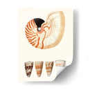 Colección De Cáscara I - Vision Studio | Cuadro decorativo de Canvas Lab