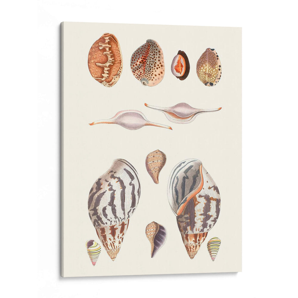 Colección Shell Ii - Vision Studio | Cuadro decorativo de Canvas Lab