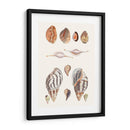 Colección Shell Ii - Vision Studio | Cuadro decorativo de Canvas Lab