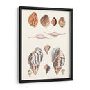 Colección Shell Ii - Vision Studio | Cuadro decorativo de Canvas Lab