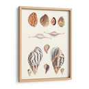Colección Shell Ii - Vision Studio | Cuadro decorativo de Canvas Lab