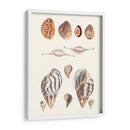 Colección Shell Ii - Vision Studio | Cuadro decorativo de Canvas Lab