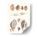 Colección Shell Ii - Vision Studio | Cuadro decorativo de Canvas Lab