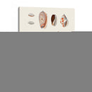 Colección Shell Iii - Vision Studio | Cuadro decorativo de Canvas Lab