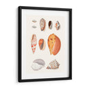 Colección Shell Iii - Vision Studio | Cuadro decorativo de Canvas Lab