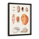 Colección Shell Iii - Vision Studio | Cuadro decorativo de Canvas Lab