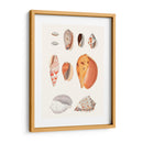 Colección Shell Iii - Vision Studio | Cuadro decorativo de Canvas Lab