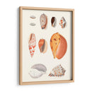 Colección Shell Iii - Vision Studio | Cuadro decorativo de Canvas Lab