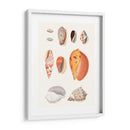 Colección Shell Iii - Vision Studio | Cuadro decorativo de Canvas Lab