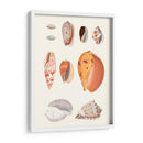 Colección Shell Iii - Vision Studio | Cuadro decorativo de Canvas Lab