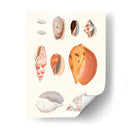 Colección Shell Iii - Vision Studio | Cuadro decorativo de Canvas Lab