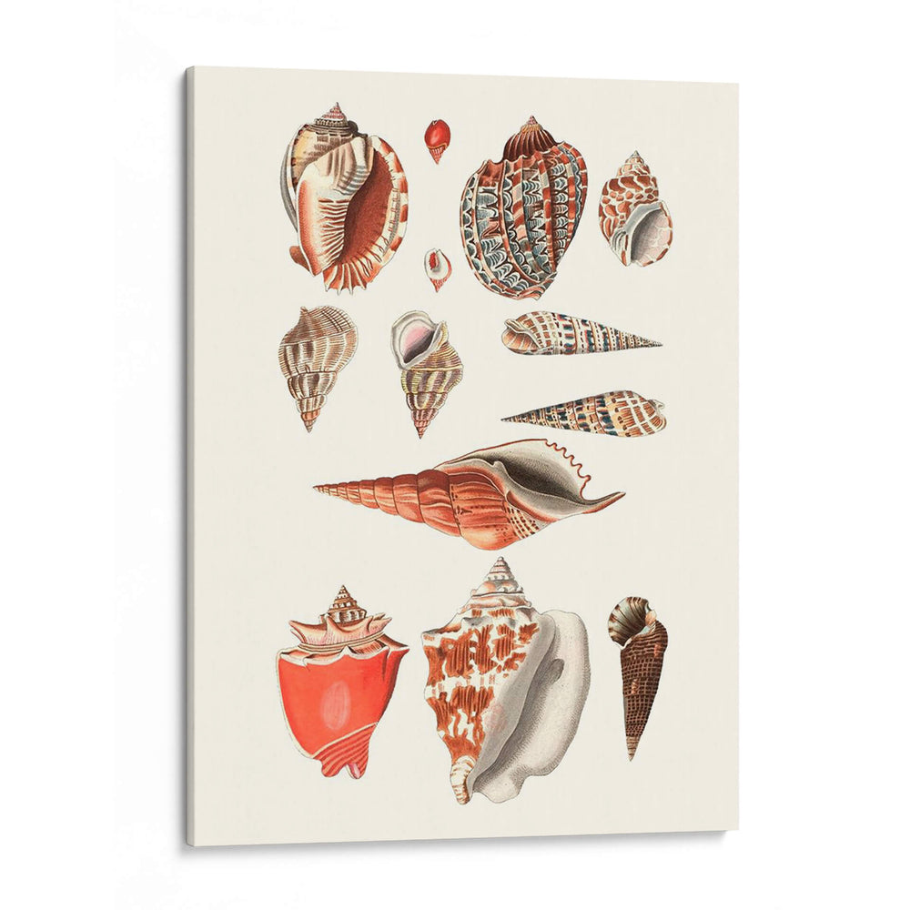 Colección Shell Iv - Vision Studio | Cuadro decorativo de Canvas Lab
